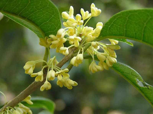 桂花茶的制作方法 好喝又不失桂花香
