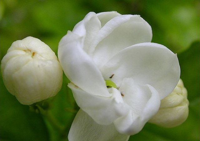 孕妇禁忌：孕妇喝茉莉花茶好吗？